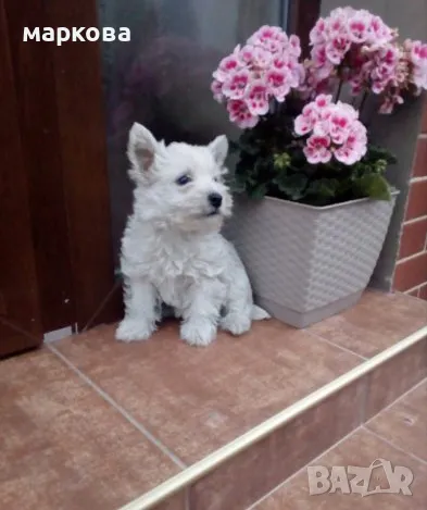 Уест териер-уестхайлендуаит териер/ женско/-10 месеца, снимка 1