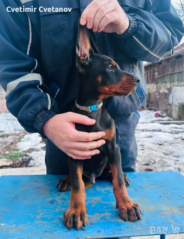 Доберманчета с родословни родители, снимка 1
