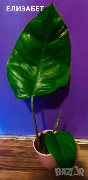 Epipremnum gigant aureum, снимка 1