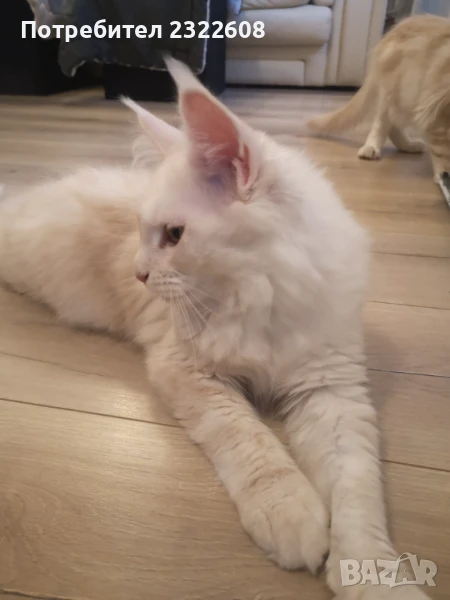 Коте Мейн куун , снимка 1