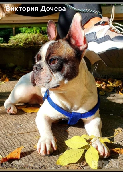 ❤️Търсим женска за чифтосване с нашия френски булдог :), снимка 1