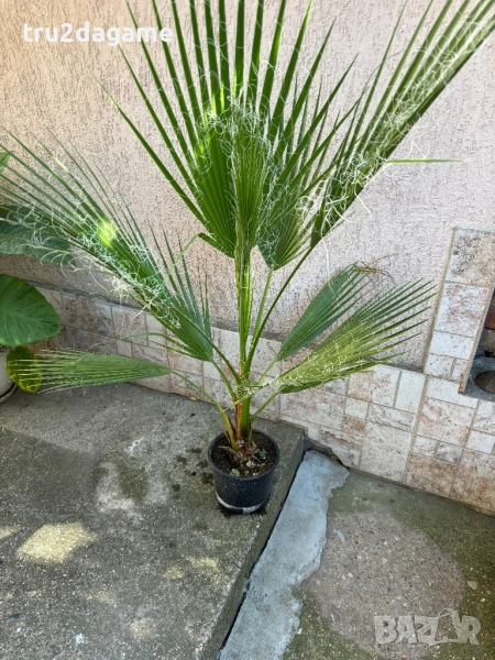 Палми Вашингтония, снимка 1