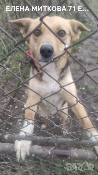 Прекрасна мила женска търси дом, снимка 1