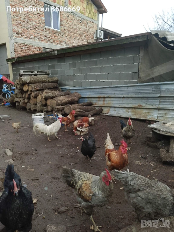 Продавам Петли! , снимка 1