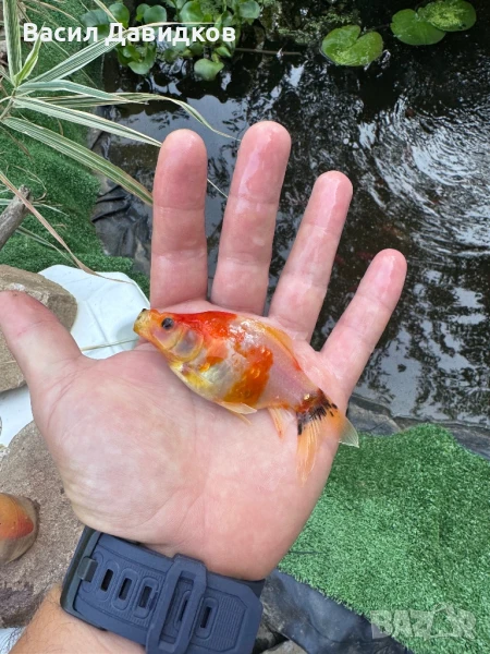 Златни риби Комети имам различни размери , снимка 1