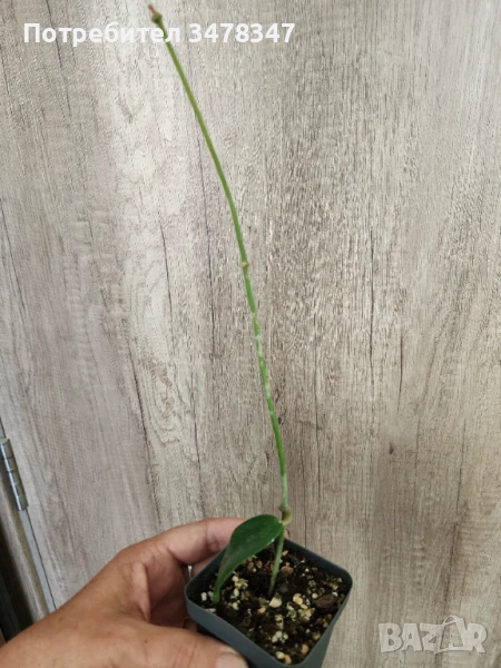 Хоя Meliflua, снимка 1