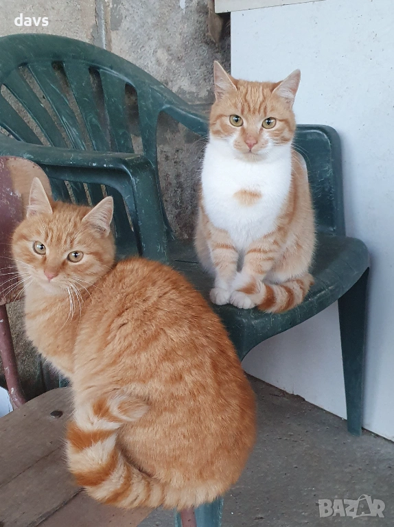 Рижави котета на 6 мес. търсят дом, снимка 1