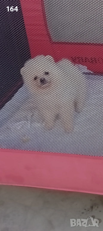 Мъжки  Померан. Реални снимки от днес ! , снимка 1