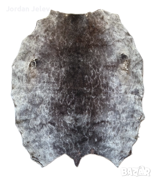 Автентична кожа от пръстенчат тюлен традиционен лов на инуитите в Гренландия., снимка 1