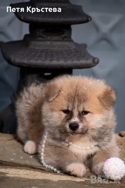 Акита ину бебета, снимка 1