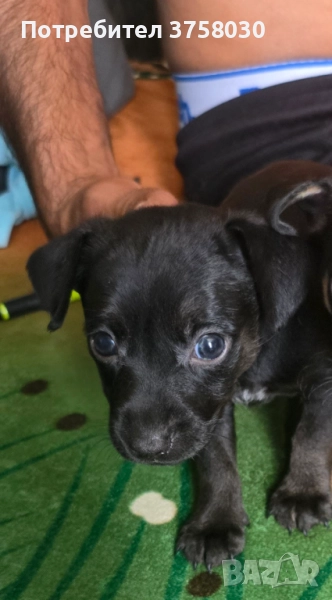 Продавам Мини Пинчери , снимка 1