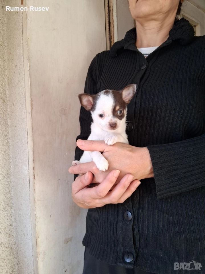 продавам Чихуахуа , снимка 1