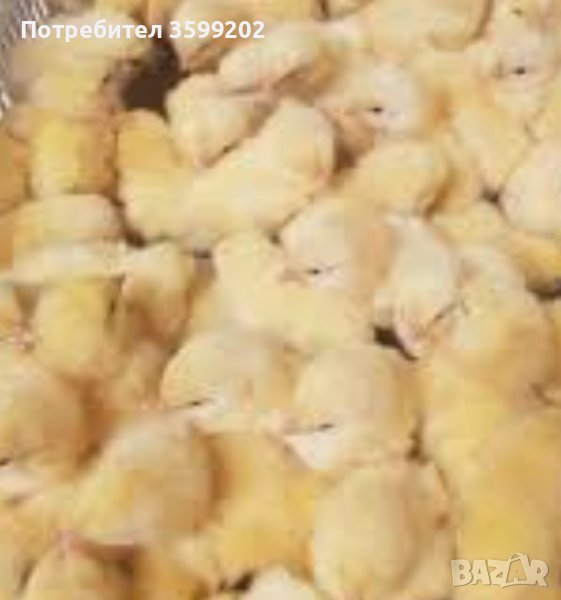 продавам  пиленца носачки Ломан браун и Ломан уайт, снимка 1