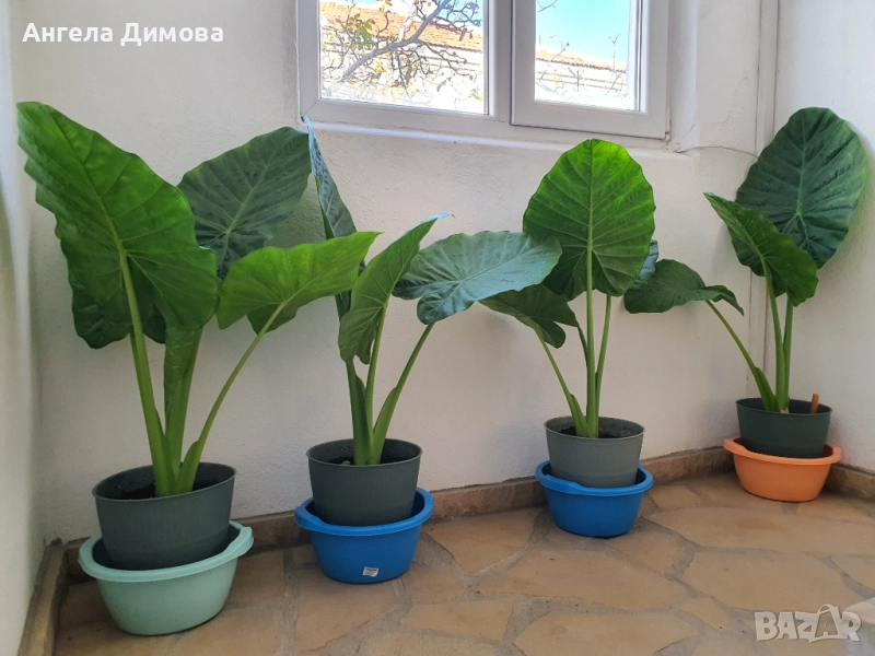 Продавам трилистник-алоказия, снимка 1