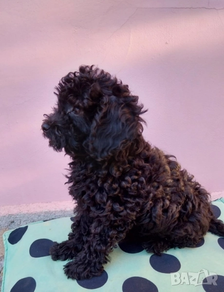 Той Пудел Мини Пудел, снимка 1