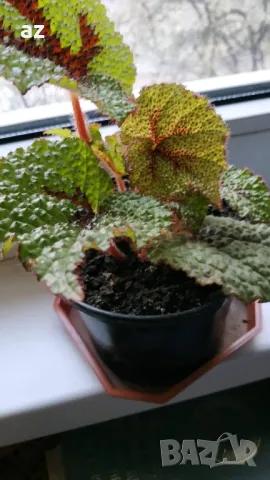 Продавам цветя Бегония Рекс, снимка 3 - Градински мебели, декорация  - 49969979