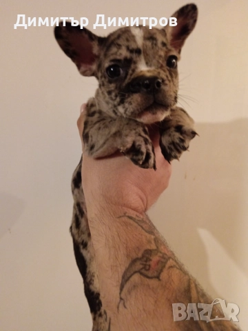 Френски булдог Мерле , снимка 4 - Френски булдог - 52734405