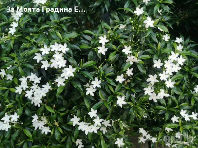 Жасмин 4 цвята 