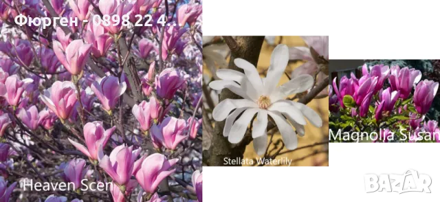 Магнолия - Magnolia НАЛИЧНИ 21 ВИДА Студоустoйчиви, снимка 3 - Градински цветя и растения - 33512293