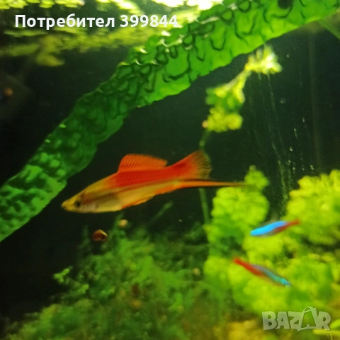 продавам мъжки риби, снимка 3 - Рибки - 52922829