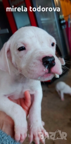 Дого Аржентино , снимка 3 - Дого аржентино - 52413341