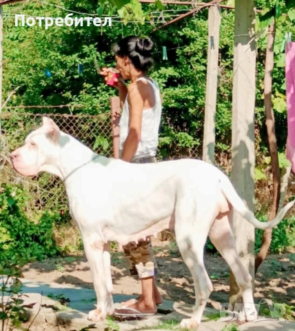 Немски дог мъжки и женски, снимка 13 - Немски дог - 45664449