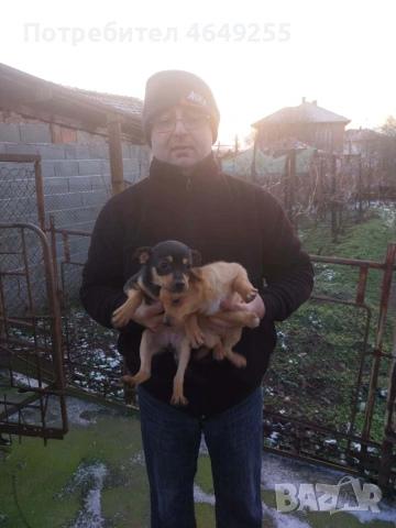 Кученца(пинчери), снимка 2 - Пинчер - 53225427