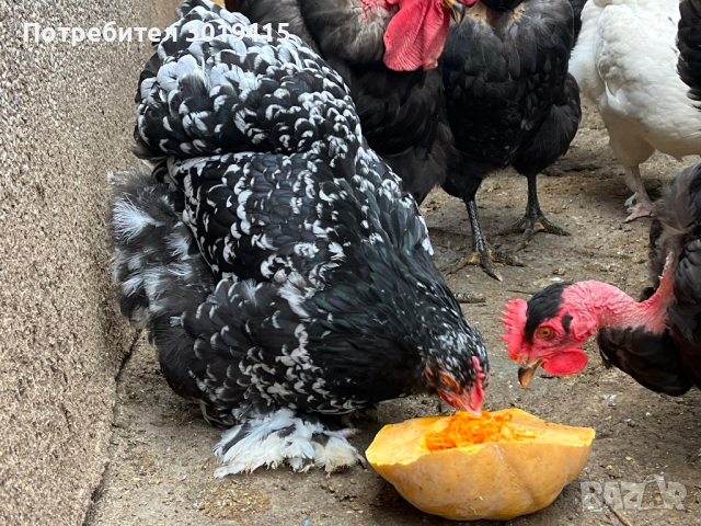 Яйца от СВОБОДНИ кокошки , снимка 5 - Домашни продукти - 44900344