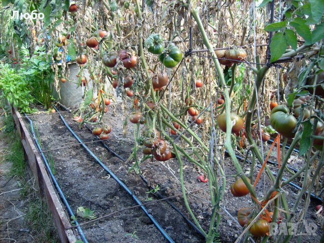 Разсад целогодишни  малини .  с голям корен . зимоустойчиви .Плододават до късна есен., снимка 12 - Сортови семена и луковици - 14067209
