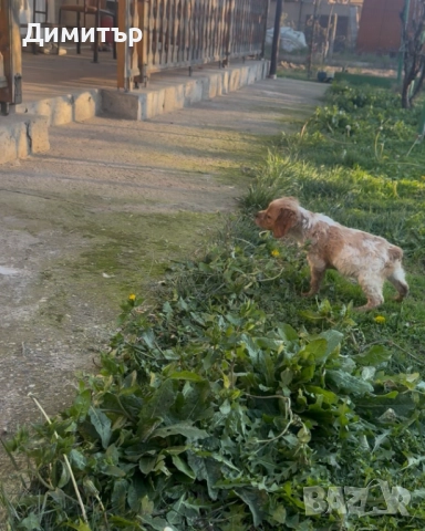 Бретон шпаньоли