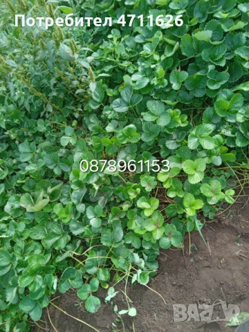 Разсад ягоди и малини , снимка 14 - Разсади - 53281312