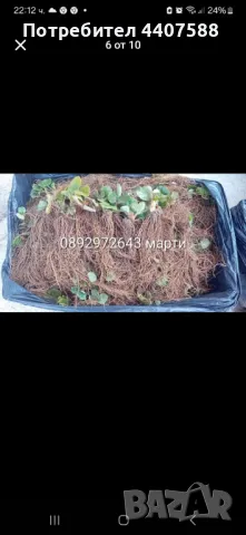 Разсад ягоди и малини , снимка 11 - Разсади - 49438431