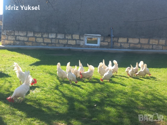 Яйца от легхорн