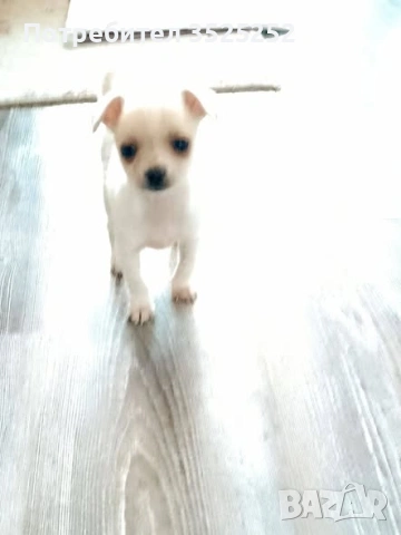 ПИНЧЕР   БЯЛА  ДВУМЕСЕЧНА  ПРИНЦЕСА С 1-ВА  ВАКСИНА  !