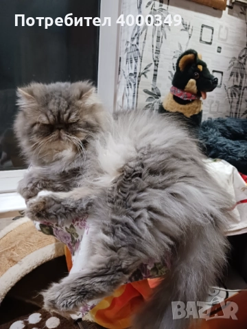 Продавам персийско женско коте, снимка 11 - Персийска - 52506650