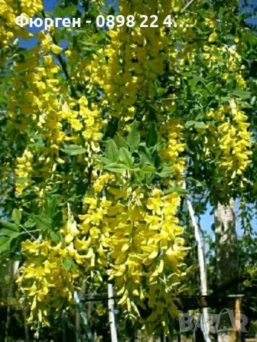 Златен дъжд - Laburnum wat.Vossii, снимка 5 - Разсади - 50568447