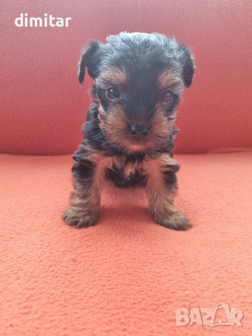 Йоркшир териер момче. , снимка 4 - Йоркширски териер - 53138683