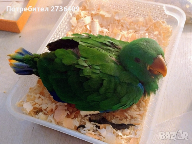 Папагал еклектус , снимка 10 - Папагали - 52723213