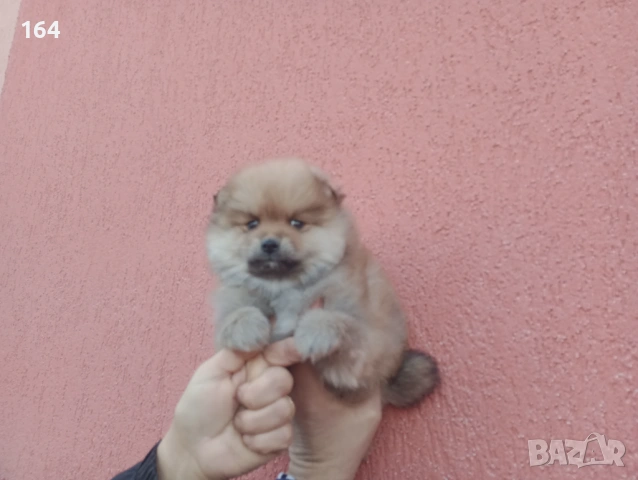 Мъжки Померан. Реални снимки от 20.01.26 г. , снимка 3 - Померан - 53111472