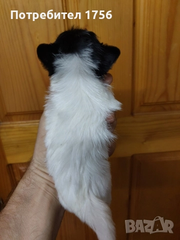 Бивер йорк, мини юнак., снимка 2 - Йоркширски териер - 52859387