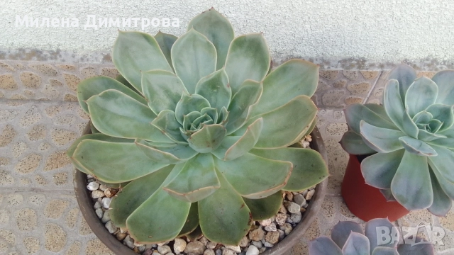 Ешеверия различни размери, снимка 12 - Стайни растения - 50851903