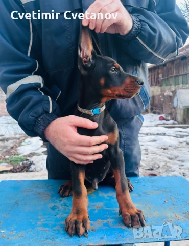 Доберманчета с родословни родители