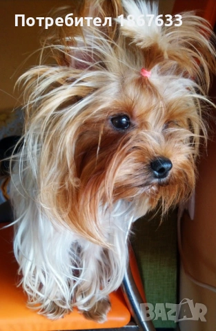 Йоркширски териер, снимка 5 - Йоркширски териер - 53196320