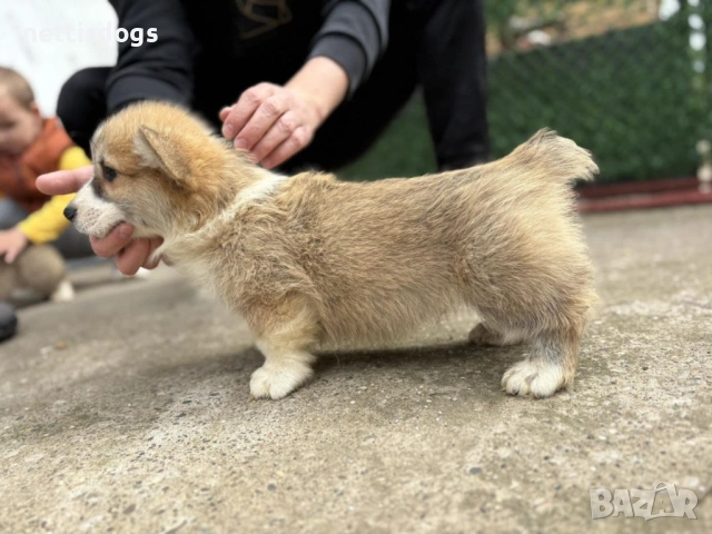 Кралска порода Уелско Корги Пембрук, снимка 6 - Други - 50062470