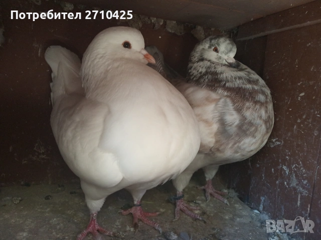 Американски Кинг, снимка 2 - Гълъби - 53258582