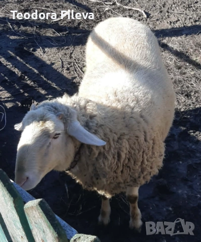 Продавам коч, снимка 5 - Овце - 53257900