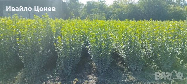 Лигуструм Овалифолиум - Цена за 1бр -0.70лв., снимка 12 - Разсади - 51955767