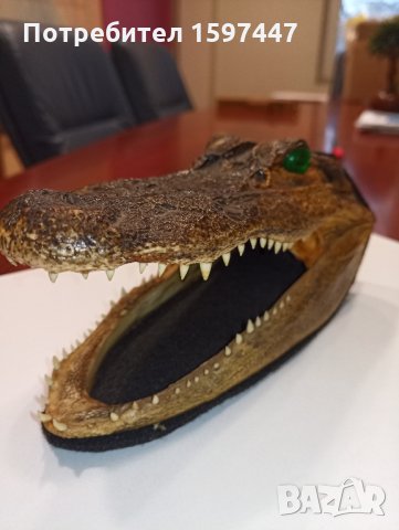 Автентична глава алигатор/крокодил, снимка 2 - Други - 28720246
