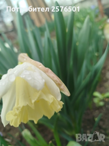 Продавам луковици от пролетни цветя - лалета, нарциси, зюмбюли....., снимка 10 - Градински цветя и растения - 52896351