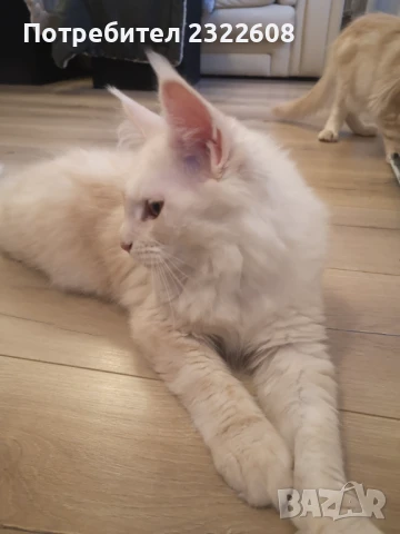 Коте Мейн куун , снимка 1